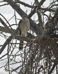 Northern Goshawk